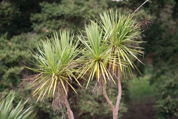 Palmetto palm
