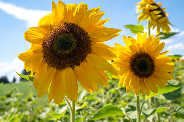 Sunflower with blue sky in summer