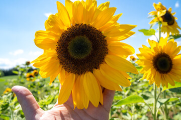 Hand touch sunflower in summer