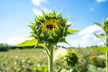 Young sunflower in the farm in summer