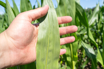 Hand with corn leaf in the farm