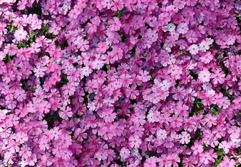 Hintergrund aus vielen Polster-Phlox-Blüten