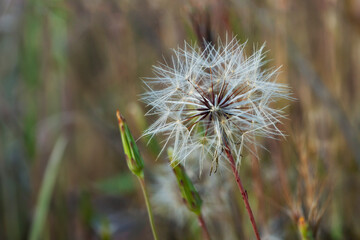 Close up of a silverpuff pappus at sunset