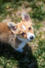 white and ginger corgi puppy walking on the grass looking up at the camera