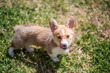 white and ginger corgi puppy standing on the grass looking up at the camera with it's tongue sticking out