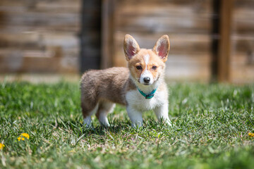 white and ginger corgi puppy walking on the grass