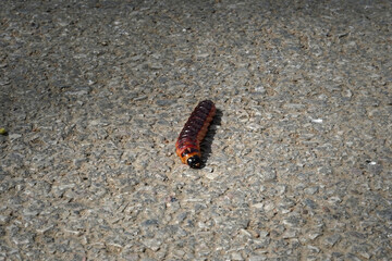 A caterpillar that will become a butterfly. It has a red-black color.