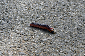 Big caterpillar on concrete. We see her black drawing on her back.