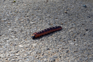 A caterpillar crawling along the road. It is stretched and has an orange-black color. She is big.