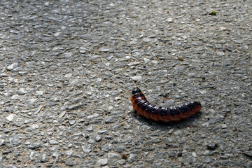 A large caterpillar crawling along the road.