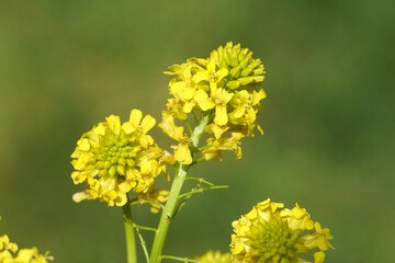 Close up yellow flowers of Wintercress (Barbarea vulgaris), family Brassicaceae. Spring, May, Netherlands