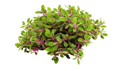 Culinary Thyme Sprig Isolated On Transparent Background PNG.