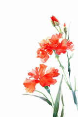 Watercolour illustration or red carnations, isolated on white background, empty space for text