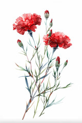 Watercolour illustration or red carnations, isolated on white background