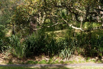 trees and tropical plants in the park