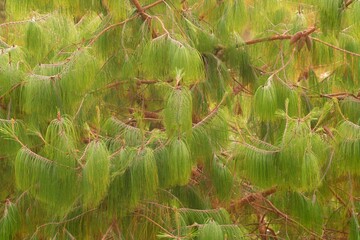 close up of bhutan pine needles