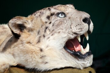 A head that is part of the taxidermic fur of a snow leopard.