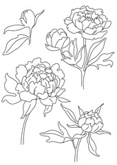 vector linear drawings set of peony branches
