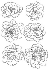 vector drawings set of outline peonies