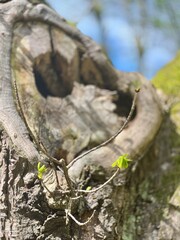 Heart on a tree in the spring forest. The concept of love. Closeup of a young green sprout growing on a tree trunk