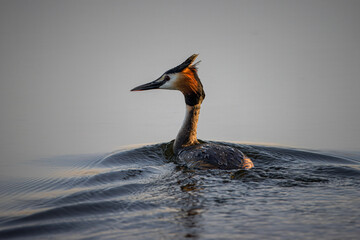 Close-up great crested grebe (Podiceps cristatus) swims in the water not to the camera lens on a...