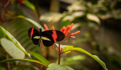 Eliconius erato, or the red postman, is one of about 40 neotropical species of butterfly belonging to the genus Heliconius.