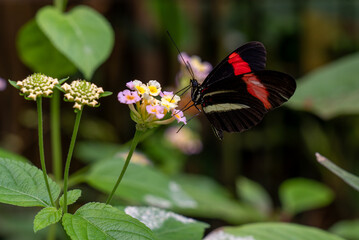 Eliconius erato, or the red postman, is one of about 40 neotropical species of butterfly belonging to the genus Heliconius.