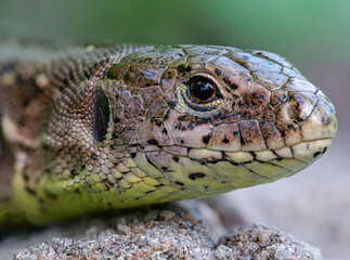 Zauneidechse (Lacerta agilis) weiblich