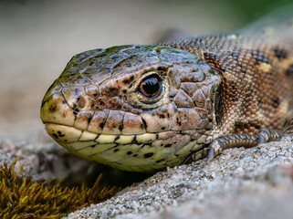 Zauneidechse (Lacerta agilis) weiblich
