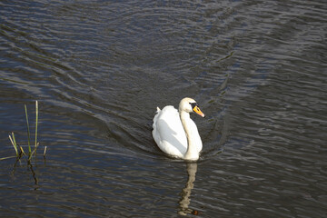 A white swan Cygnus olor swims on the pond