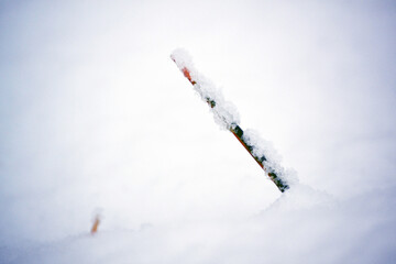 A weed visible through the snow on the ground.It was photographed closely. There are snowflakes on...