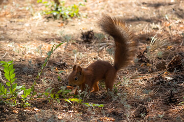 Close-up view of small young cute Eurasian red squirrel (Sciurus vulgaris) searching for food and nuts on ground in pine forest or park in a sunny summer day. Soft focus. Beautiful animals theme.