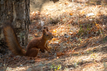 Close-up view of small young cute Eurasian red squirrel (Sciurus vulgaris) searching for food and nuts on ground in pine forest or park in a sunny summer day. Soft focus. Beautiful animals theme.