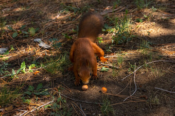 Close-up view of small young cute Eurasian red squirrel (Sciurus vulgaris) standing with hazelnut on ground in pine forest or park in a sunny summer day. Soft focus. Beautiful animals theme.