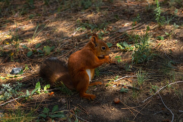 Close-up view of small young cute Eurasian red squirrel (Sciurus vulgaris) standing with hazelnut on ground in pine forest or park in a sunny summer day. Soft focus. Beautiful animals theme.