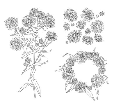 contour vector illustration vintage set of aster