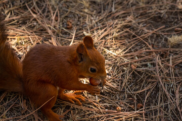 Close-up view of small young cute Eurasian red squirrel (Sciurus vulgaris) standing with hazelnut...