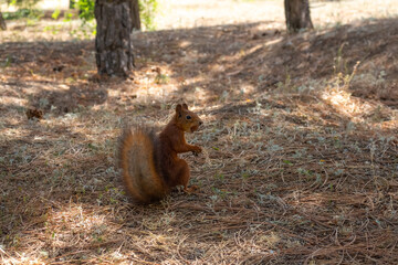 Close-up view of small young cute Eurasian red squirrel (Sciurus vulgaris) standing with hazelnut on ground in pine forest or park in a sunny summer day. Soft focus. Beautiful animals theme.