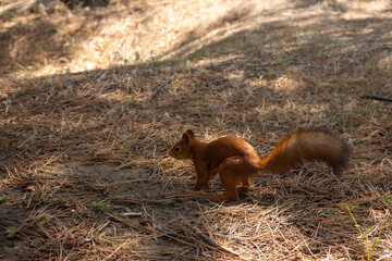 Close-up view of small young cute Eurasian red squirrel (Sciurus vulgaris) searching for food and nuts on ground in pine forest or park in a sunny summer day. Soft focus. Beautiful animals theme.