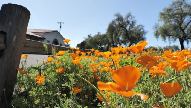 California poppy (Eschscholzia californica) - one of the symbols of California.
