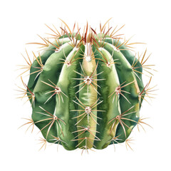 Barrel cactus (Echinocactus grusonii)
