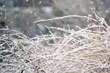 Snow is falling on the bushes in nature. I thought it would be a suitable picture to hang on the...