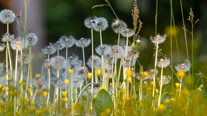 Low angle view of the field of dandelion seeds and Yellow Buttercups in the park