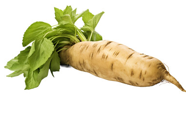 Yacon Root Isolated On Transparent Background PNG.