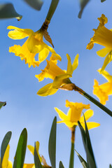 daffodil flowers with a blue sky in the background 