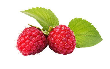 Youngberry Freshness Isolated On Transparent Background PNG.