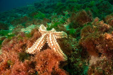 Marthasterias glacialis in impressive underwater landscape