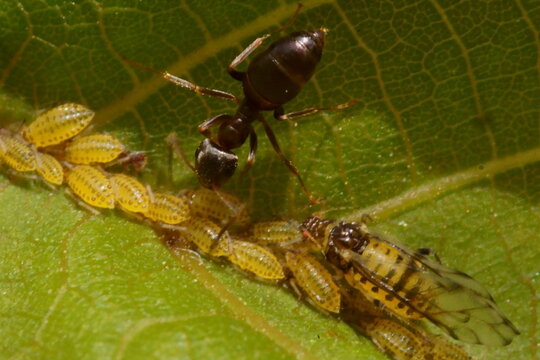 The symbiotic relationship between ants and aphids; macro photography