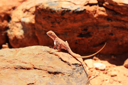 Ctenophorus caudicinctus, ring-tailed dragon or ring-tailed bicycle-dragon is a species of agamid lizard occurring in rocky ranges and outcrops of Australia, like Watarrka National Park (Kings Canyon)