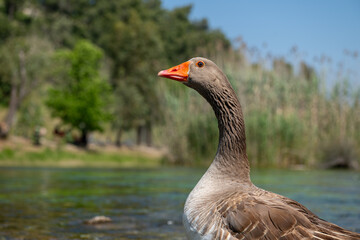 Domestic goose, close-up, blurred background.